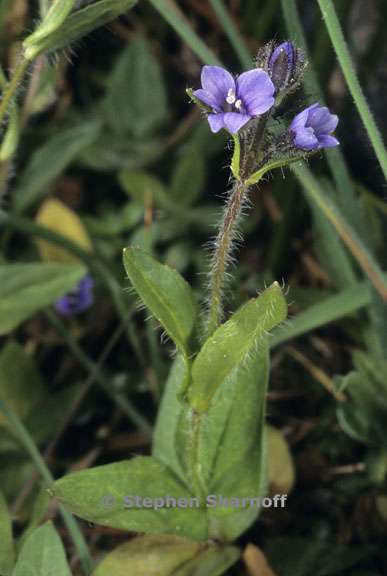 veronica wormskjoldii 3 graphic